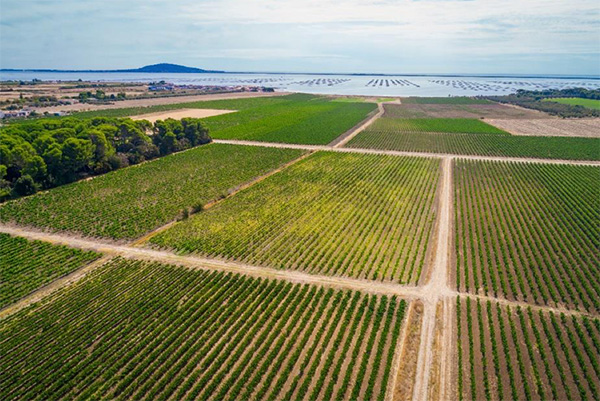 view over wine fields